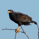 A common black hawk